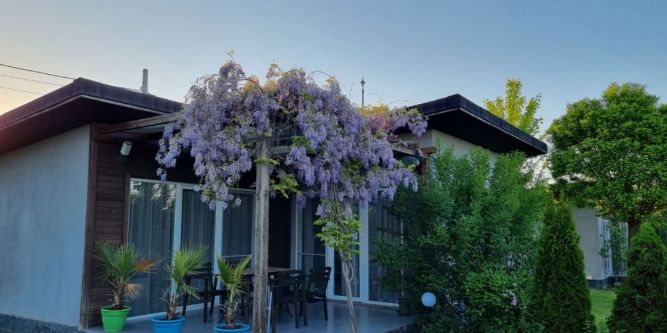 Вили Крапец Холидей