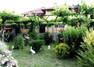 House Mountain Nest, Tazha