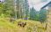 Вили Фантазия thumbnail 7