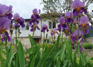 Апартамент за гости Ирина