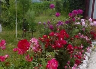 Къща Розова градина