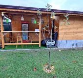 House Guest House Belitsa