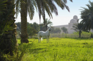 Настаняване в 5* хотели Катар - Доха и Шахания + обиколен тур и езда