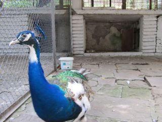 Зоопарк Кюстендил