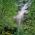 Водопад Скока (Веселиновски водопад) thumbnail