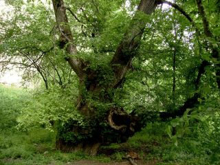 Дървото на желанията - вековен бряст