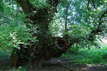 Дървото на желанията - вековен бряст
