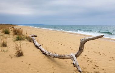 Камчийски пясъци (плаж)