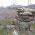 Базилики в местността Карасура - Чирпан thumbnail 4