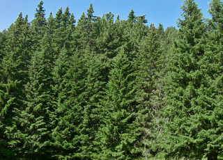 Парангалица (резерват), информация, отзиви, карта и снимки - Почивка.бг