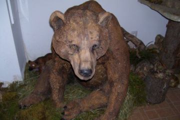 Музей на мечката
