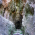 Пещера Утробата thumbnail