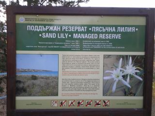 Резерват Пясъчна лилия