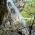 Ореховски водопади thumbnail 6