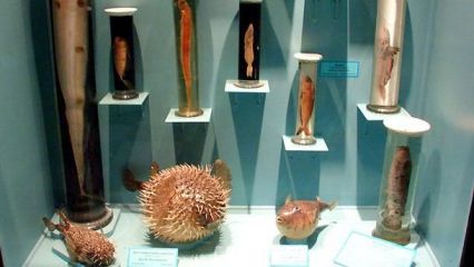 Природонаучен музей - Бургас