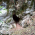 Пещера Брежанка thumbnail 8