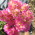 Частна ботаническа градина Серафимови thumbnail 7