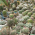 Частна ботаническа градина Серафимови thumbnail