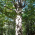 Вековно дърво Големия бук thumbnail 2