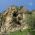 Скален манастир Раклената пещера - с. Балик thumbnail
