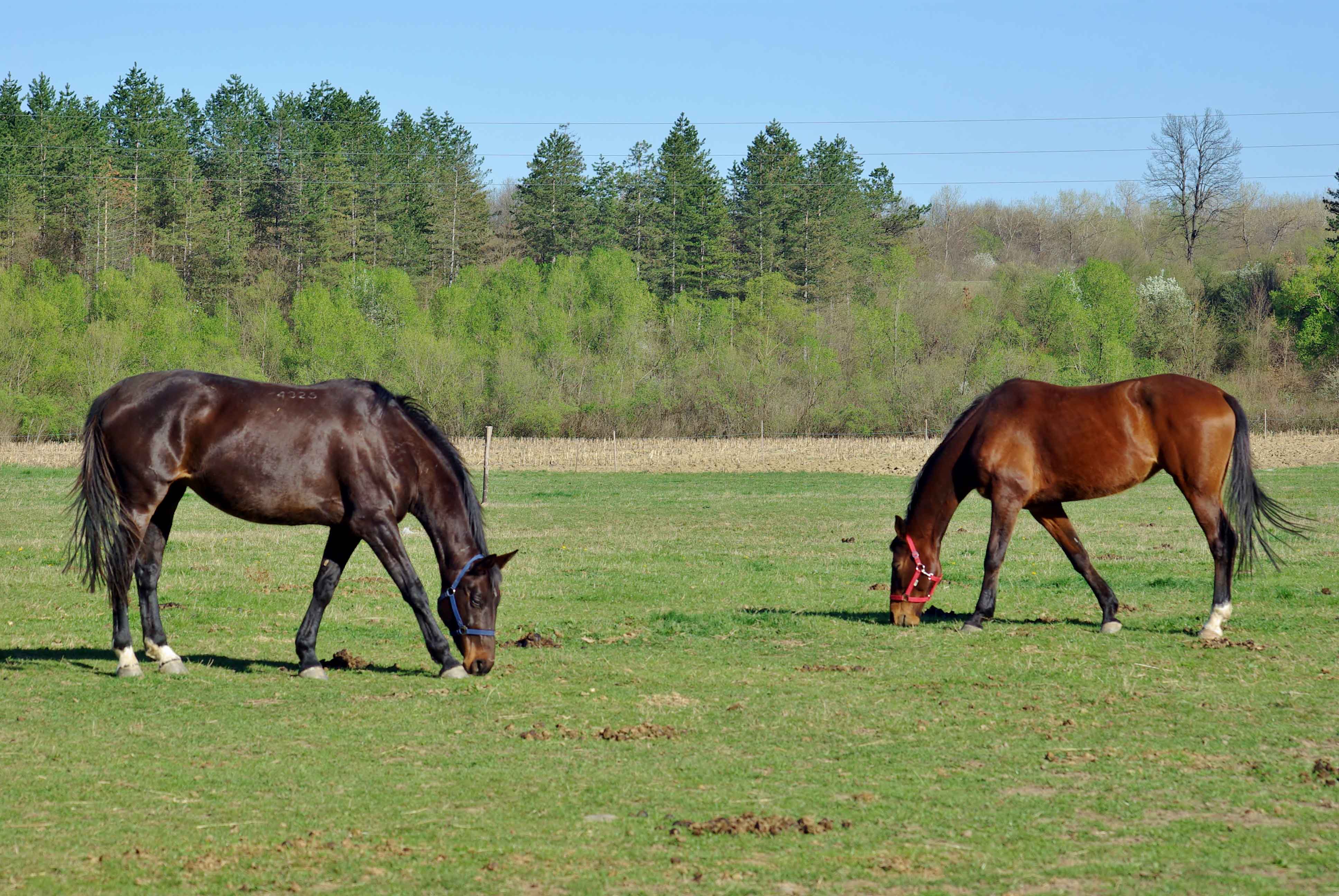 Конна база Батошево