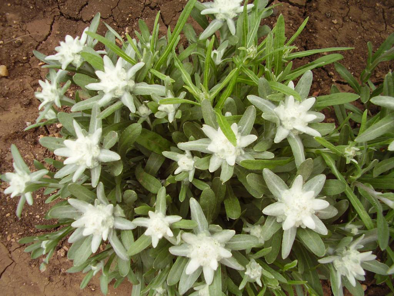 Пътека Към царството на еделвайса