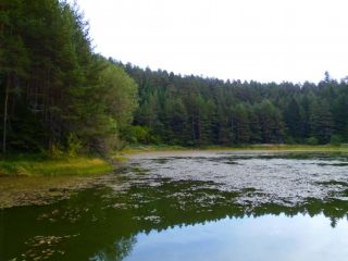 Езеро Паничище
